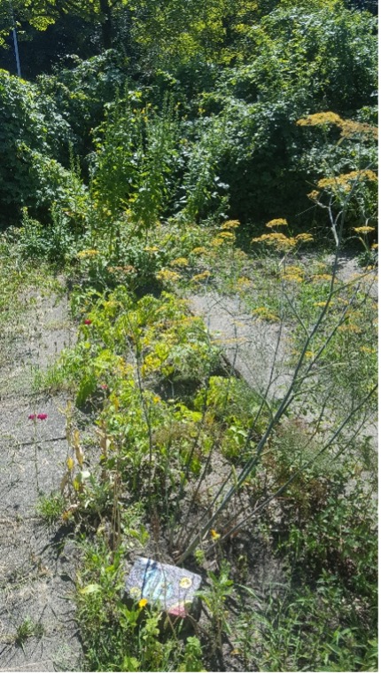 Kartoffeln und Kräuter